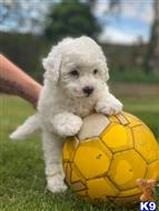 maltipoo puppy posted by ipzninez