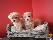 maltipoo puppy posted by ipzninez