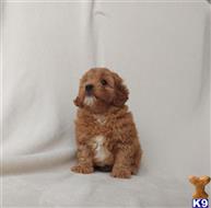 maltipoo puppy posted by ipzninez