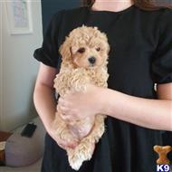 maltipoo puppy posted by ipzninez