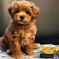 maltipoo puppy posted by ipzninez