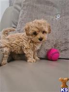 maltipoo puppy posted by ipzninez