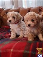 maltipoo puppy posted by ipzninez