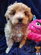 maltipoo puppy posted by ipzninez