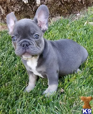 French Bulldog