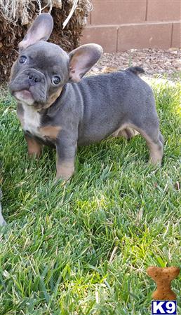 a small grey animal