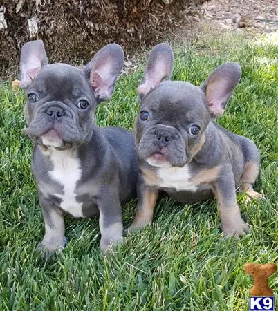 French Bulldog puppy for sale