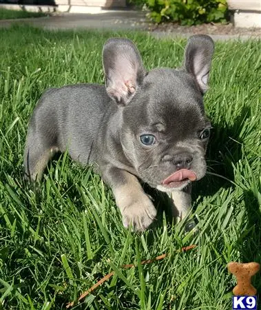 French Bulldog puppy for sale