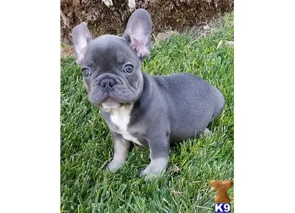 French Bulldog