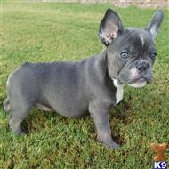 french bulldog puppy posted by irenewilliams
