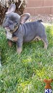french bulldog puppy posted by irenewilliams