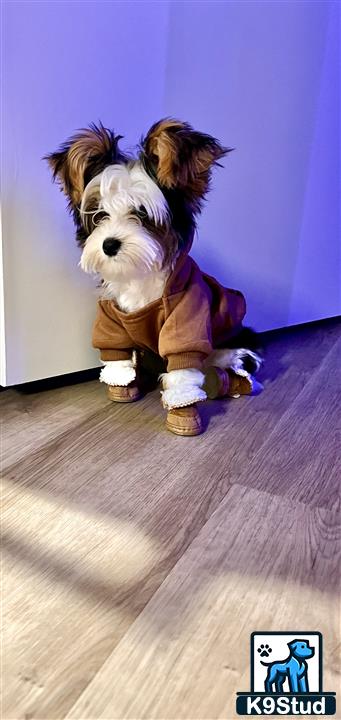 a yorkshire terrier dog wearing a garment