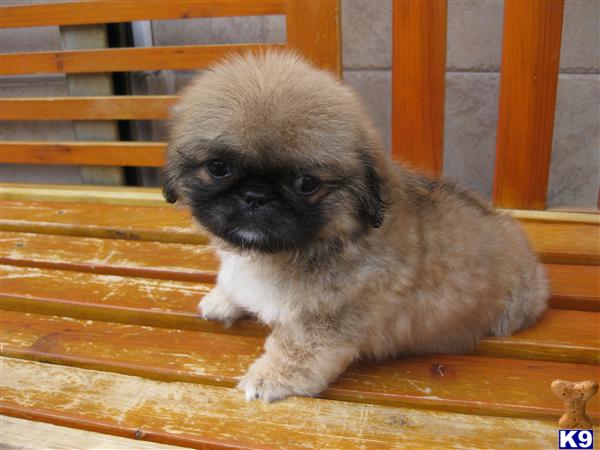 pekingese puppy posted by irina65