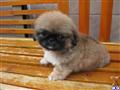 pekingese puppy posted by irina65
