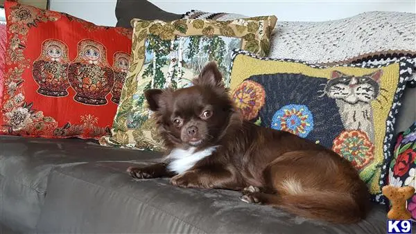 Chihuahua stud dog