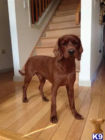 Field Spaniel stud dog