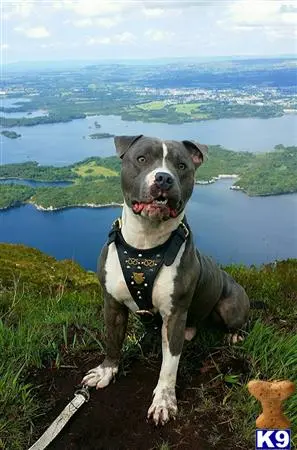 Staffordshire Bull Terrier stud dog: a staffordshire bull terrier dog sitting on a rock