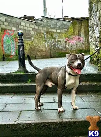 Staffordshire Bull Terrier stud dog: a staffordshire bull terrier dog standing on a sidewalk