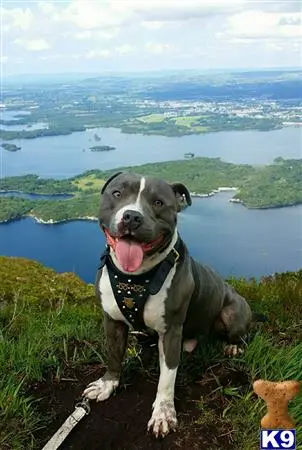 Staffordshire Bull Terrier stud dog: a staffordshire bull terrier dog sitting on a rock with a body of water in the background