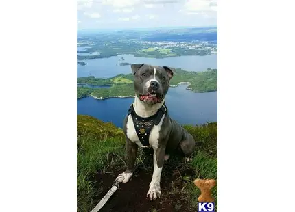 Staffordshire Bull Terrier stud dog: a staffordshire bull terrier dog sitting on a rock