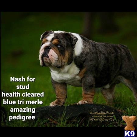 a bulldog dog standing on a rock