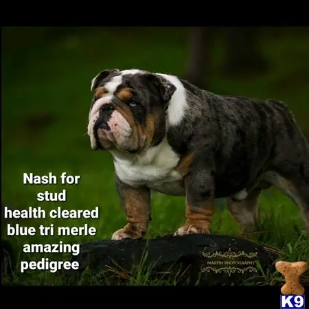 Bulldog stud dog: a bulldog dog standing on a rock