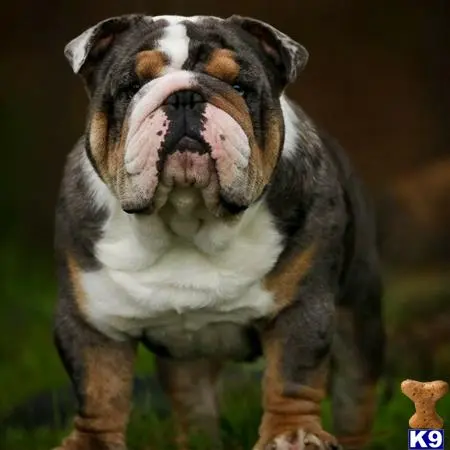 Bulldog stud dog: a bulldog dog with a white beard