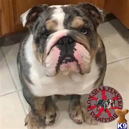 Bulldog stud dog: a bulldog dog with its mouth open