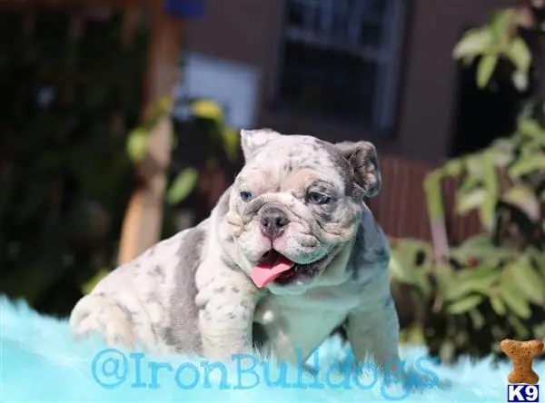 English Bulldog puppy for sale