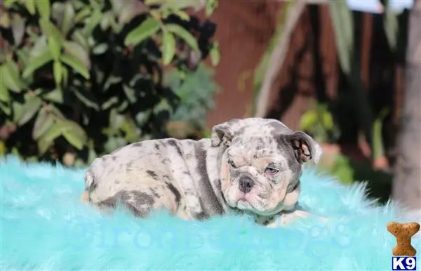 English Bulldog puppy for sale