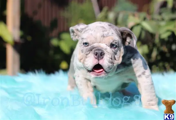 English Bulldog puppy for sale