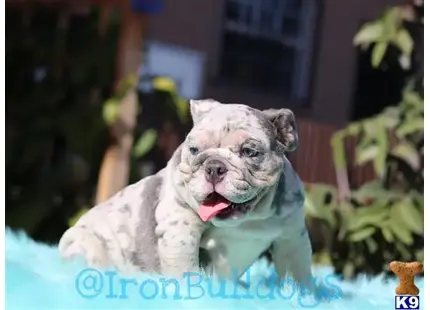 English Bulldog