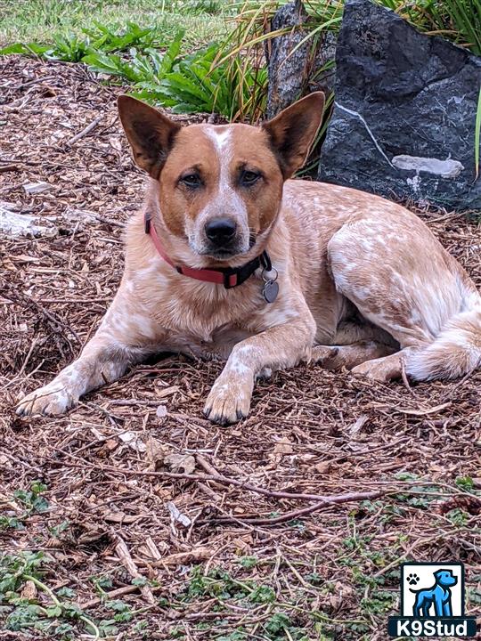 a australian cattle dog dog lying on the ground