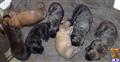 mastiff puppy posted by isaac2278