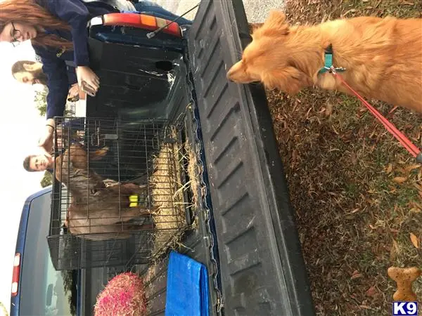 Golden Retriever female dog