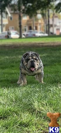 Bulldog