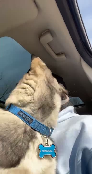 Siberian Husky stud dog video