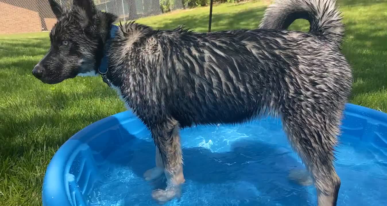 Siberian Husky stud dog