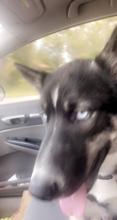 Siberian Husky stud dog