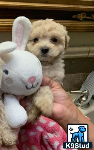 a cockapoos dog holding a stuffed animal