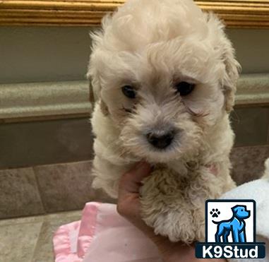 a cockapoos dog with a wig