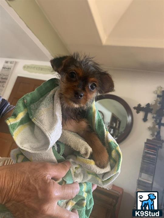 a person holding a yorkshire terrier dog