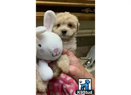 a cockapoos dog holding a stuffed animal