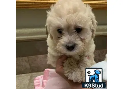 a cockapoos dog with a wig