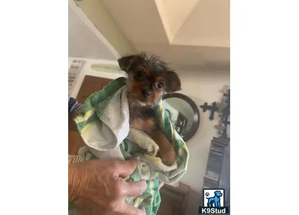 a person holding a yorkshire terrier dog