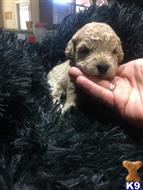 goldendoodles puppy posted by iso10790a