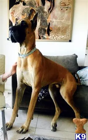 Great Dane stud dog