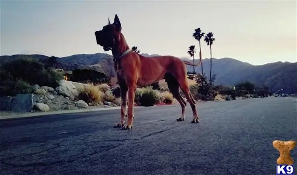 Great Dane stud dog