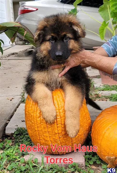 German Shepherd puppy for sale