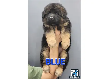 a person holding a german shepherd dog